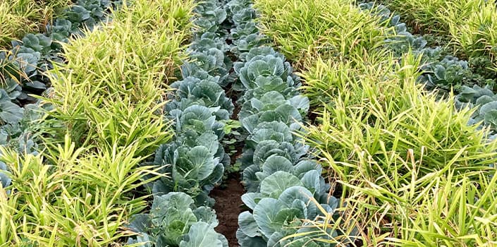 1-Header Background form image Agriculture.jpg