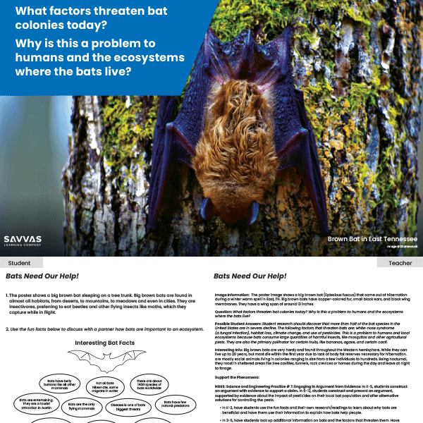 Try a sample lesson: What factors threaten bat colonies today?