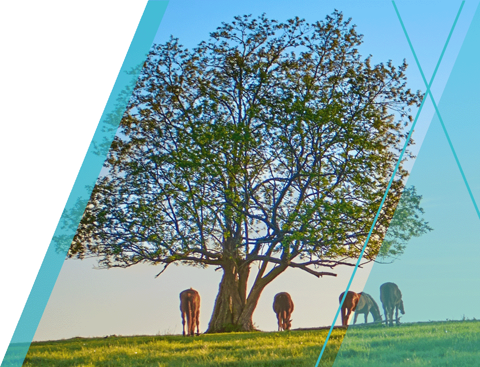 K-12 Kentucky education solutions aligned with Kentucky Academic Standards.