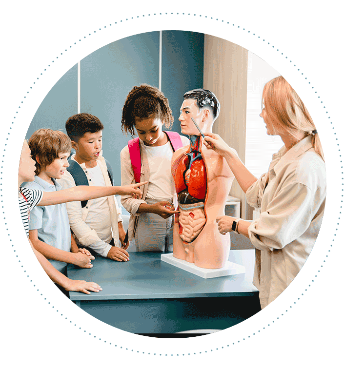 teacher-explaining-anatomy-to-middle-grade-students-705x755.png