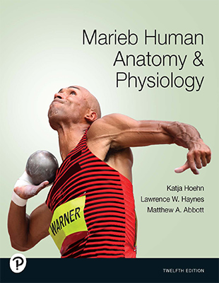 Marieb Human Anatomy & Physiology 12th Edition ©2025 Hoehn et al.