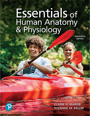 Essentials of Human Anatomy and Physiology 13th Edition ©2022 Marieb, Keller