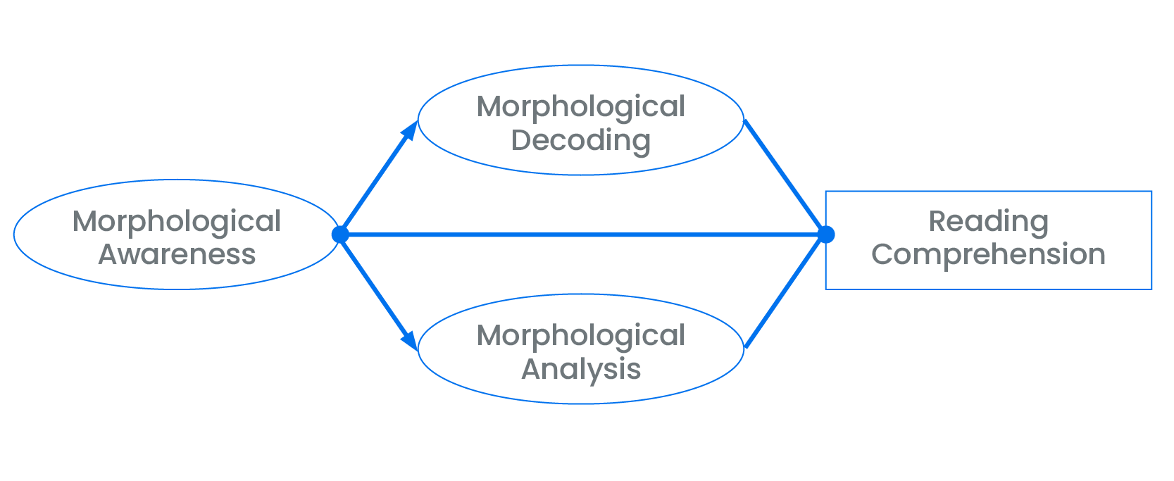 Morphological decoding and morphological analysis branch off of morphological awareness, and they all can lead to reading comprehension
