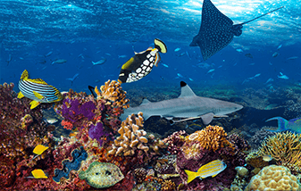 04-marine-life-underwater-337x214.png
