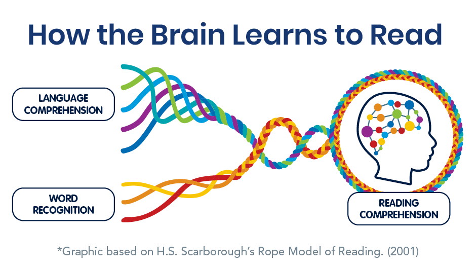 myView Literacy elementary reading curriculum How the Brain Learns to Read diagram.