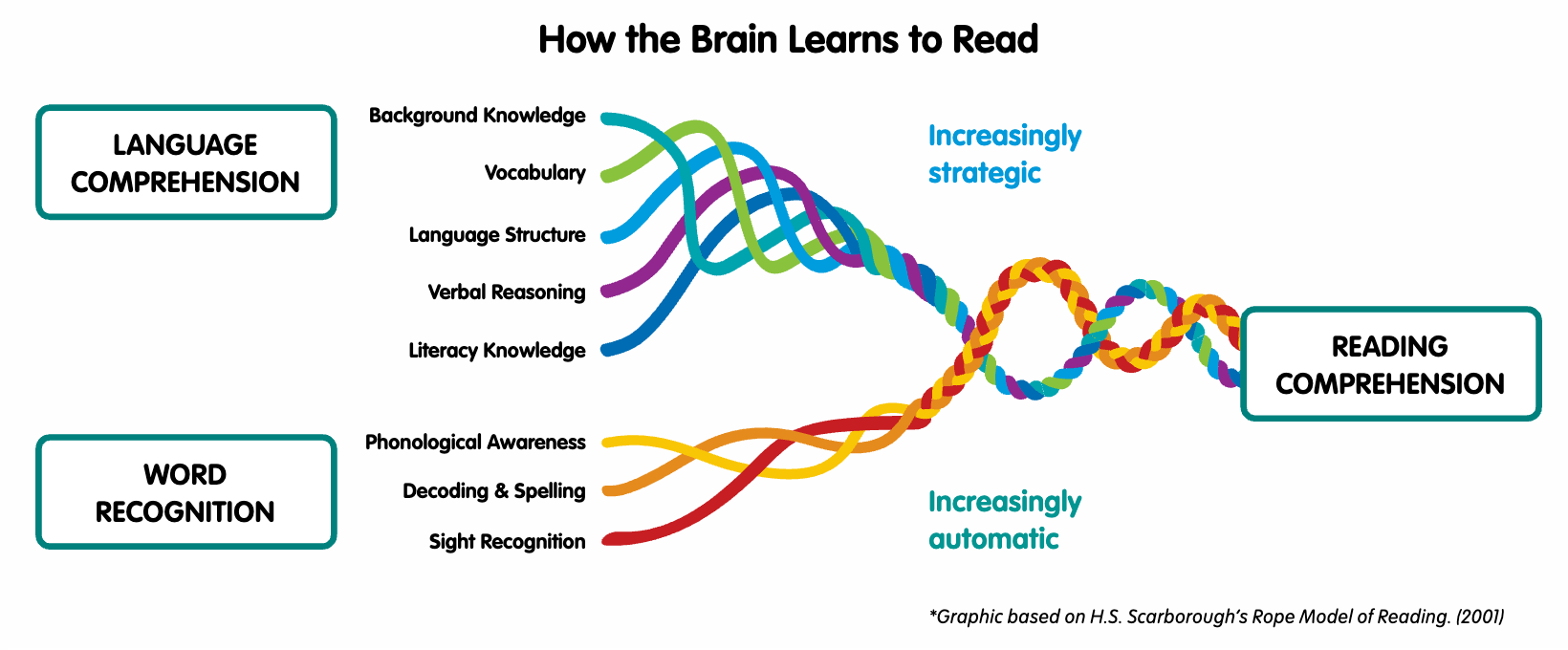 Image of multiple twisted strands, a visual metaphor for Scarborough&rsquo;s rope. Five strands at the top are labeled Background Knowledge, Vocabulary, Language Structure, Verbal Reasoning, and Literacy Knowledge, grouped as Language Comprehension. Three stands at the bottom are labeled Phonological Awareness, Decoding & Spelling, and Sight Recognition, grouped as Word Recognition. All strands combine to form Reading Comprehension.
