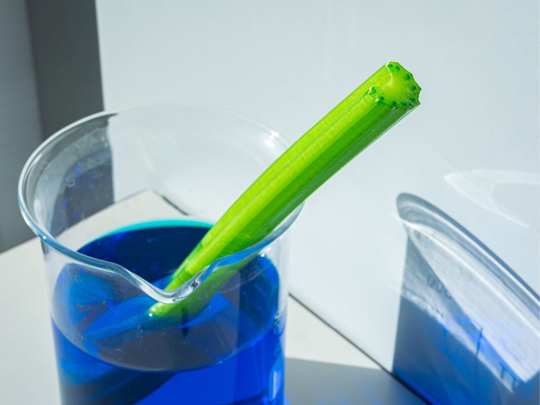 A phenomena-based science lesson using a celery stalk in a glass with blue liquid to show how the blue from the liquid travels up the veins in the stalk but doesn’t mix with the green of the celery.