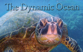 Our Marine Science program offers phenomena-driven learning.