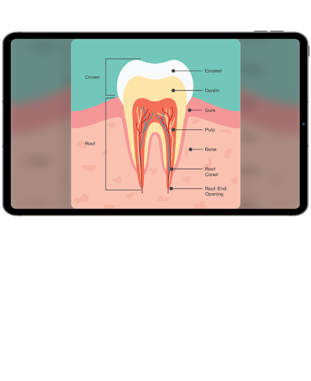 Equip students with dentistry skills with Career Exploration in Dentistry.