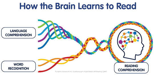 This image adapted from H.S. Scarborough’s Rope Model of Reading (2001) shows how the brain learns to read with language comprehension skills and word recognition skills intertwining to lead to reading comprehension. 