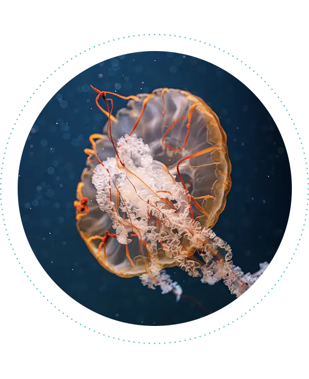 04-phenomena-jelly-fish-613x750.webp